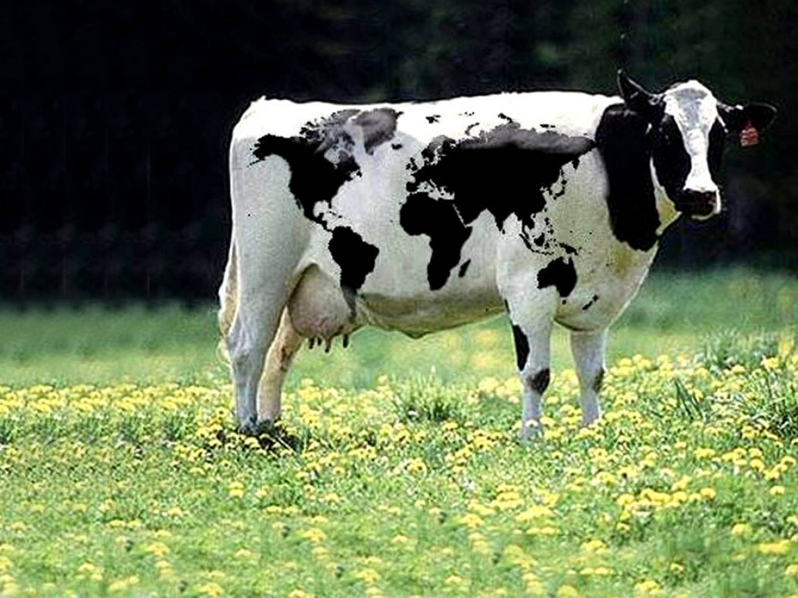 vaca lechera mapamundi